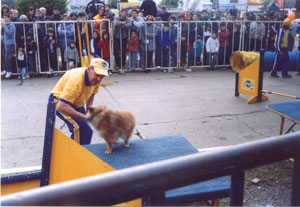 Destreza canina .- Cachorros en acción