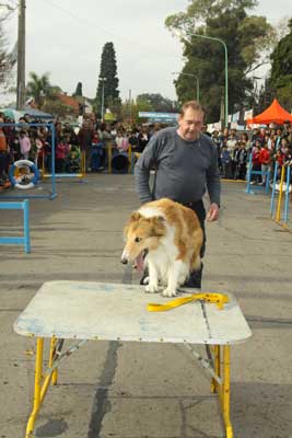 Agility - Destreza canina